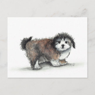 Shihtzu Puppy Dog, Pet Briefkaart