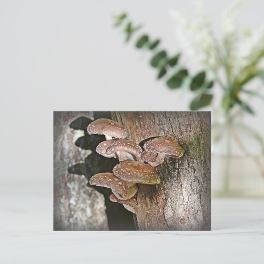 Shiitake Mushroom Briefkaart (Staand voorkant)