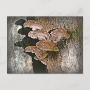 Shiitake Mushroom Briefkaart