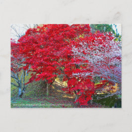 Shiki-Zakura Vier seizoenen Cherry Blossom Briefkaart