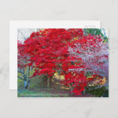 Shiki-Zakura Vier seizoenen Cherry Blossom Briefkaart (Voorkant / Achterkant)