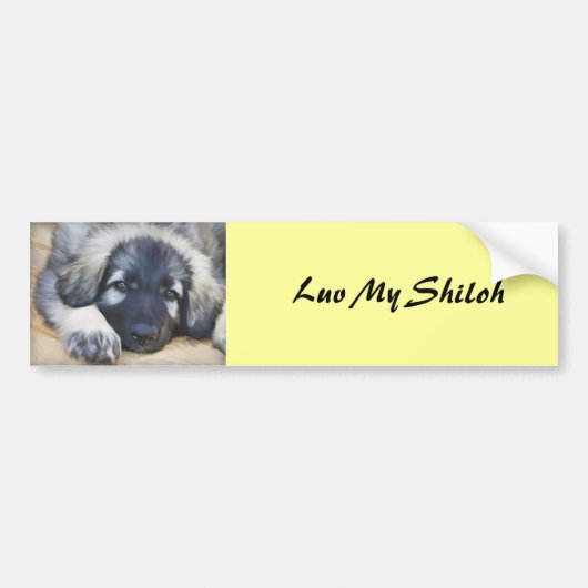 Shiloh Shepherd Bumpersticker (Voorkant)