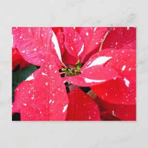 Shimmer Star Surprise Poinsettia Holiday Floral Feestdagenkaart