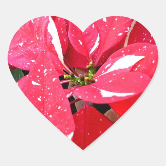 Shimmer Star Surprise Poinsettia Holiday Floral Hart Sticker (Voorkant)