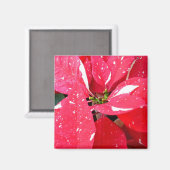 Shimmer Star Surprise Poinsettia Holiday Floral Magneet (Voorkant / Achterkant)