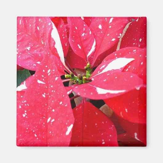 Shimmer Star Surprise Poinsettia Holiday Floral Magneet (Voorkant)