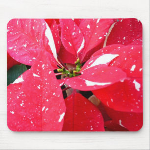 Shimmer Star Surprise Poinsettia Holiday Floral Muismat