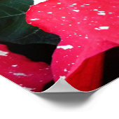 Shimmer Star Surprise Poinsettia Holiday Floral Poster (Hoek)