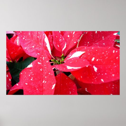 Shimmer Star Surprise Poinsettia Holiday Floral Poster (Voorkant)