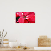 Shimmer Star Surprise Poinsettia Holiday Floral Poster (Keuken)