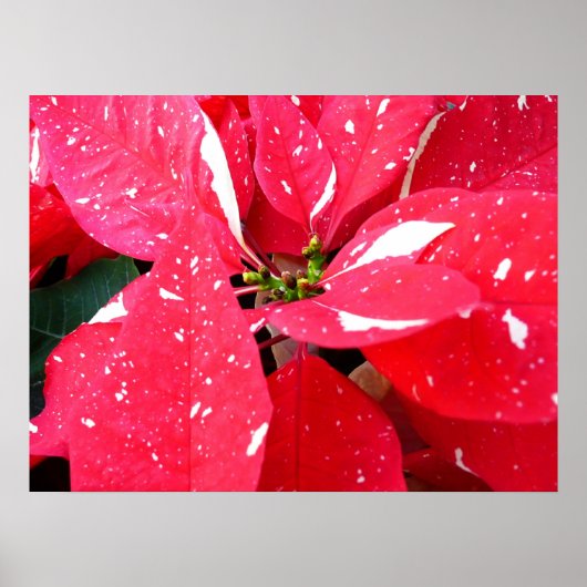 Shimmer Star Surprise Poinsettia Holiday Floral Poster (Voorkant)
