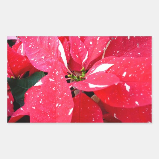 Shimmer Star Surprise Poinsettia Holiday Floral Rechthoekige Sticker (Voorkant)