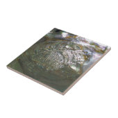 Shimmering Abalone Seashell, prachtige Natuur Tegeltje (Zijkant)