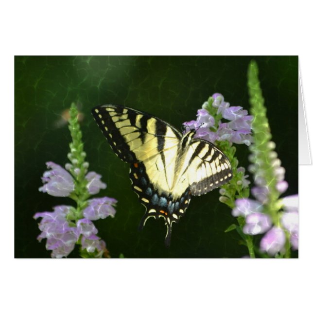 Shimmering Butterfly (Voorkant Horizontaal)