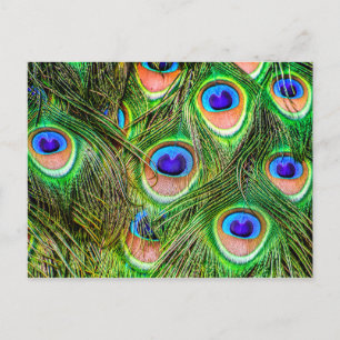 Shimmering Peacock Feathers Briefkaart