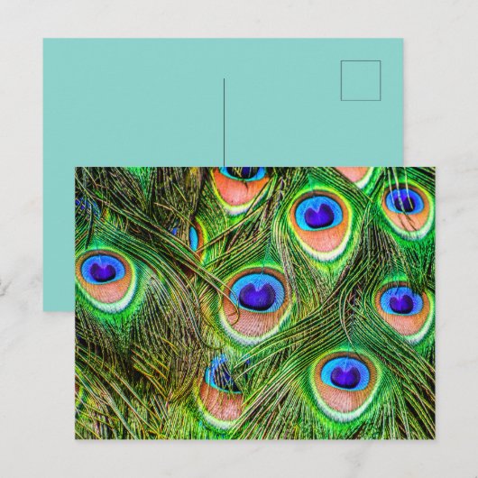 Shimmering Peacock Feathers Briefkaart (Voorkant / Achterkant)