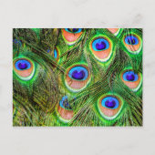 Shimmering Peacock Feathers Briefkaart (Voorkant)