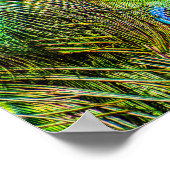 Shimmering Peacock Feathers Poster (Hoek)