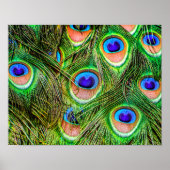 Shimmering Peacock Feathers Poster (Voorkant)