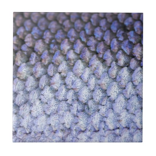 Shimmering Salmon Tegeltje (Voorkant)