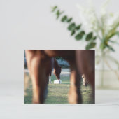 Shine on Lady Lynx Briefkaart (Staand voorkant)