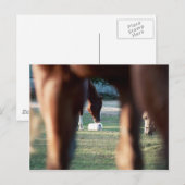 Shine on Lady Lynx Briefkaart (Voorkant / Achterkant)