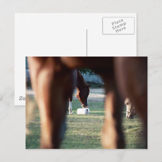 Shine on Lady Lynx Briefkaart (Voorkant / Achterkant)