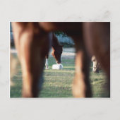 Shine on Lady Lynx Briefkaart (Voorkant)