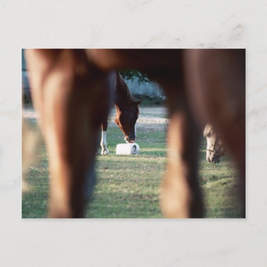 Shine on Lady Lynx Briefkaart (Voorkant)