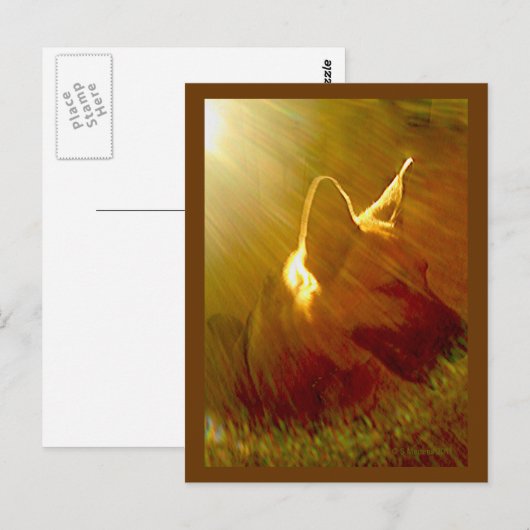 Shine On Me German Shepherd #1 Briefkaart (Voorkant / Achterkant)