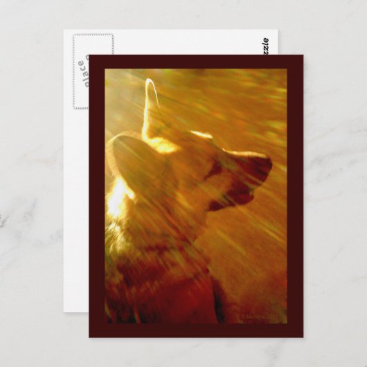 Shine On Me German Shepherd #2 Briefkaart (Voorkant / Achterkant)