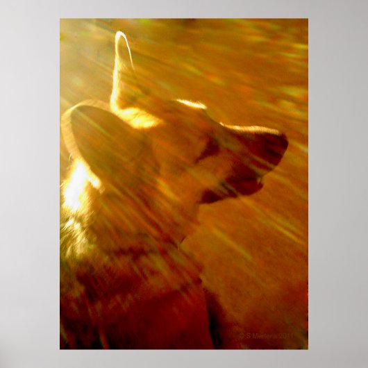 Shine On Me German Shepherd #2 Poster (Voorkant)