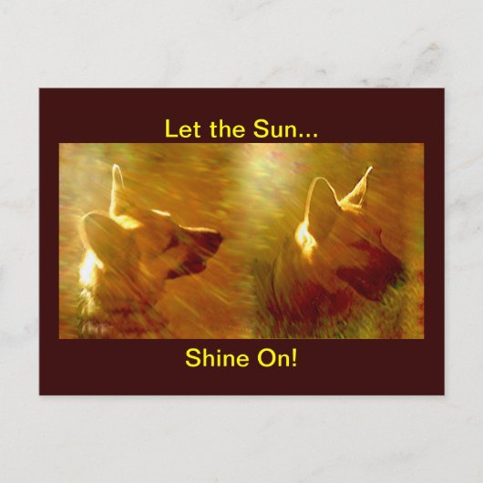 Shine On Me German Shepherd Briefkaart (Voorkant)