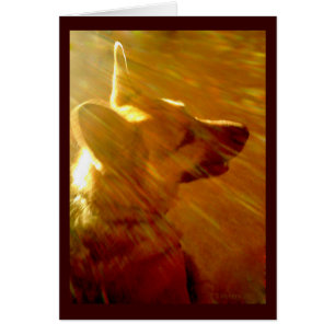 Shine On Me German Shepherd Sympathy Poem Kaart