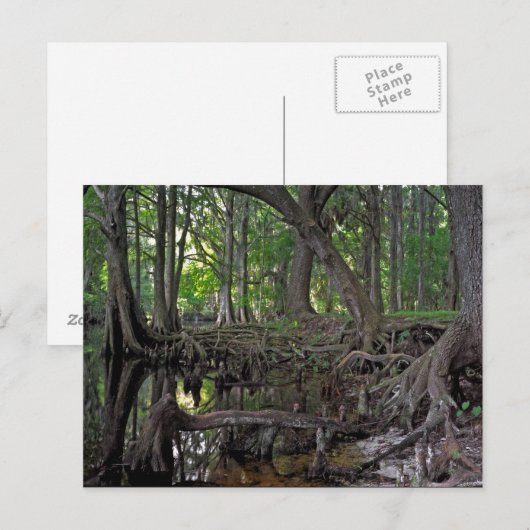 Shingle Creek. Briefkaart (Voorkant / Achterkant)