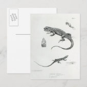Shingled Iguana Briefkaart (Voorkant / Achterkant)