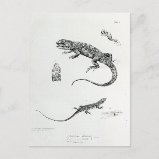 Shingled Iguana Briefkaart (Voorkant)