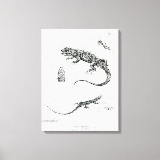 Shingled Iguana Canvas Afdruk (Voorkant)