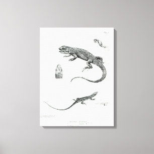 Shingled Iguana Canvas Afdruk