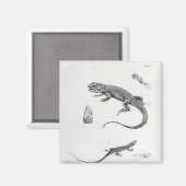Shingled Iguana Magneet (Voorkant / Achterkant)