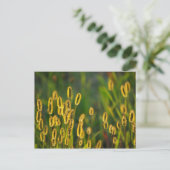 Shining Grass - Briefkaart (Staand voorkant)