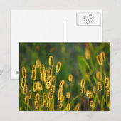 Shining Grass - Briefkaart (Voorkant / Achterkant)