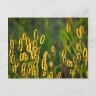 Shining Grass - Briefkaart