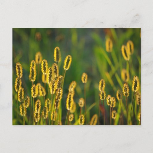 Shining Grass - Briefkaart (Voorkant)