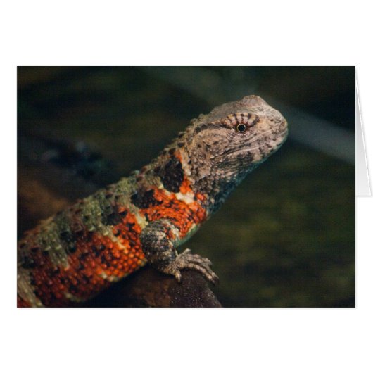 Shinisaurus crocodilurus (Voorkant Horizontaal)