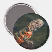Shinisaurus crocodilurus magneet (Voorkant / Achterkant)