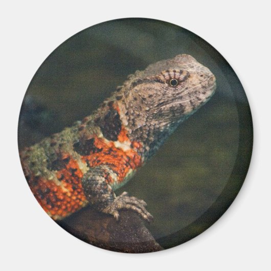Shinisaurus crocodilurus magneet (Voorkant)