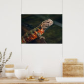 Shinisaurus crocodilurus poster (Keuken)