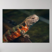Shinisaurus crocodilurus poster (Voorkant)