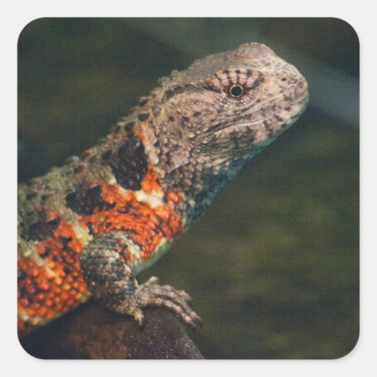 Shinisaurus crocodilurus vierkante sticker (Voorkant)